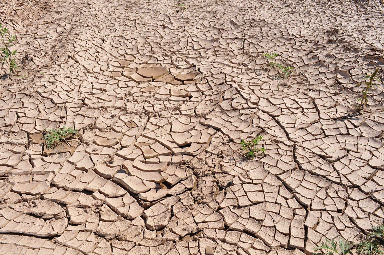 Sol aride et craquelé illustrant une période de sécheresse avec quelques petites plantes éparses luttant pour survivre.