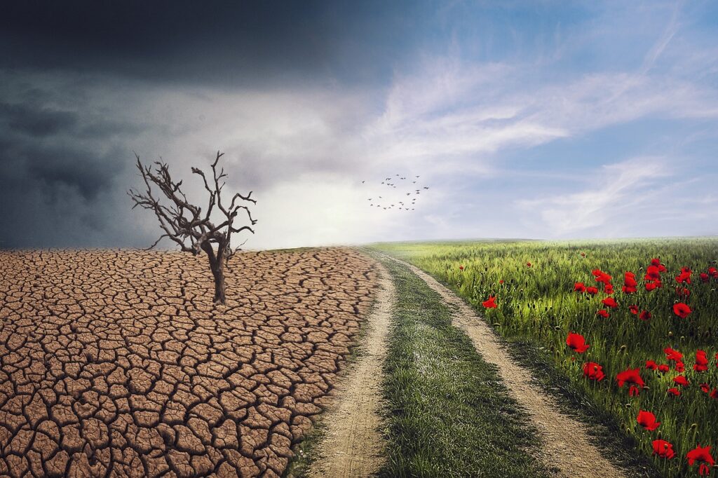 Contraste entre un désert aride avec un arbre mort et un paysage verdoyant avec des fleurs sous un ciel bleu.